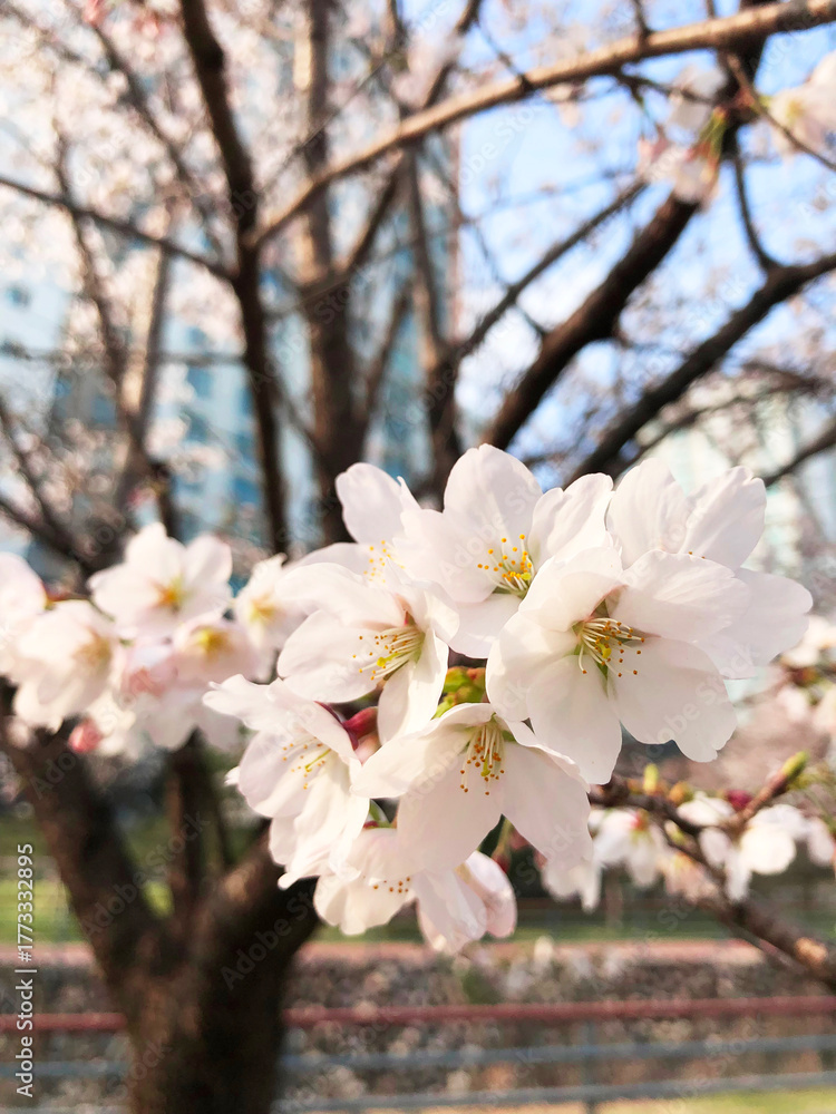 Obraz premium Nature