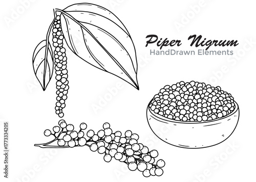 Hand-drawn illustration of Piper Nigrum (black pepper) featuring peppercorns on a stem, loose peppercorns, and a bowl of peppercorns with leaves.