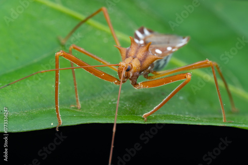 Wallpaper Mural Marco image of Assassin bug on green leaf Torontodigital.ca