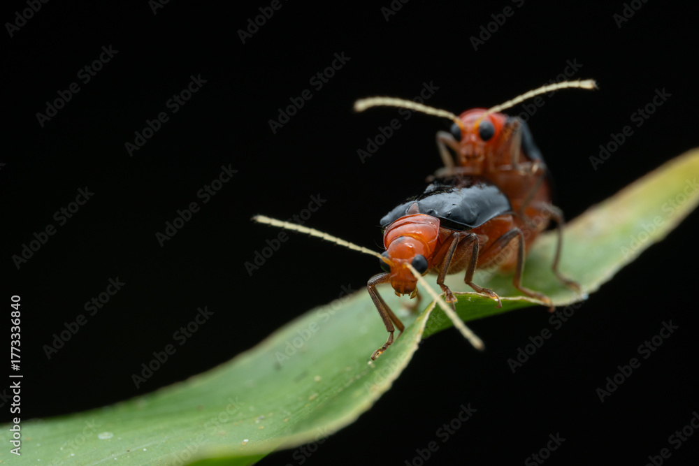 Fototapeta premium Macro image of beautiful leaf beetle of Sabah, Borneo