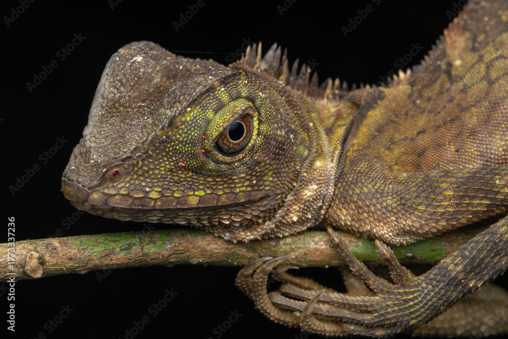 Obraz premium Nature wildlife of Borneo Anglehead Lizard (Gonocephalus borneensis)