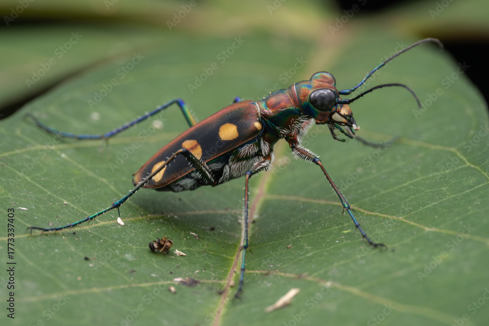 Naklejka premium Macro image of beautiful Tiger Beetle insect