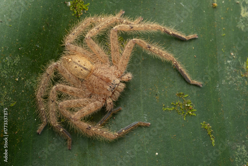 Nature wildlife image of Red-and-Black Jawed Huntsman (Heteropoda sp)