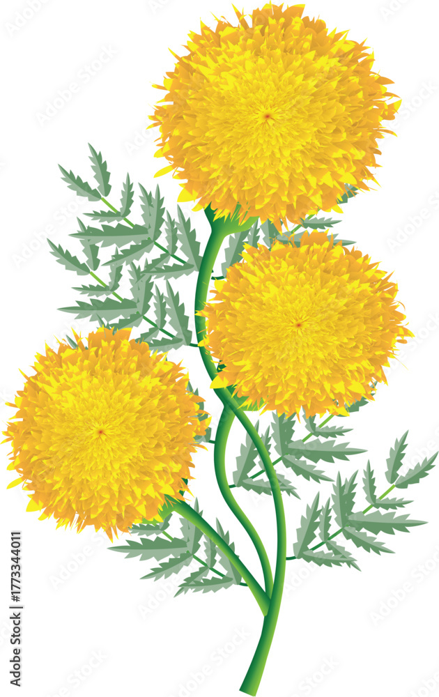 Obraz premium Yellow marigold flower vector illustration with green leaves on white background