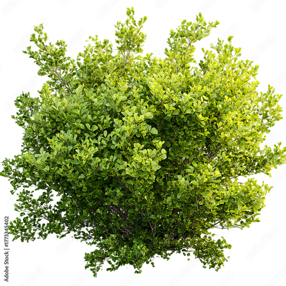 Obraz premium Lush green shrub with vibrant foliage against a stark black background creating a striking visual contrast ideal for design elements
