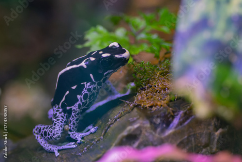 Beautiful Poison dart frog inside the small aquarium
