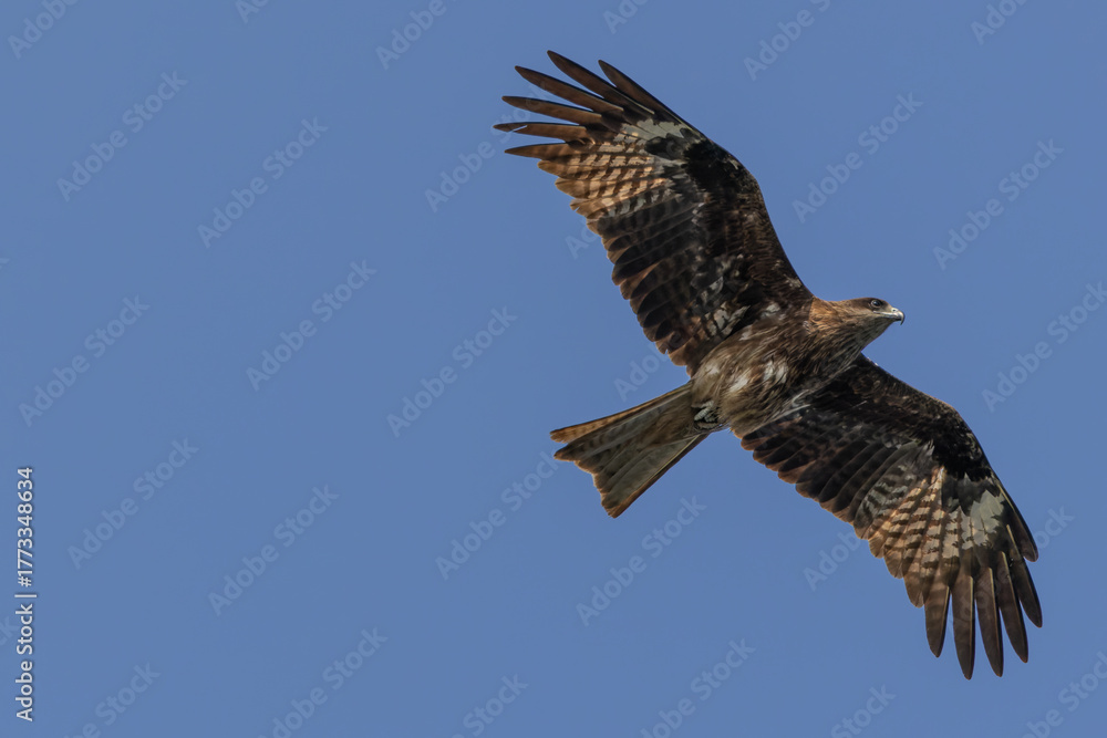 Fototapeta premium Black Kite eagle flying on the clear blue sky
