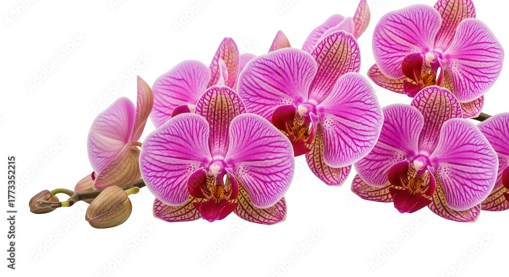 Obraz premium Vibrant Pink Striped Phalaenopsis Orchids On Black