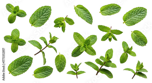 Fresh Mint Leaves And Sprigs Isolated On Black Background