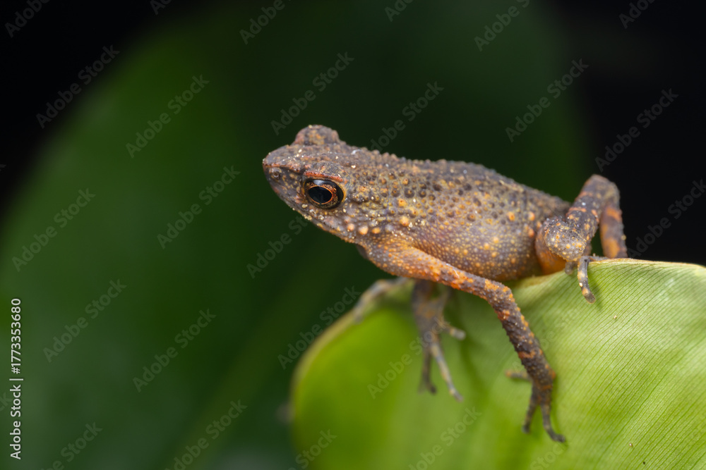 Obraz premium Tiny frog perched on vibrant green leaf in lush rainforest