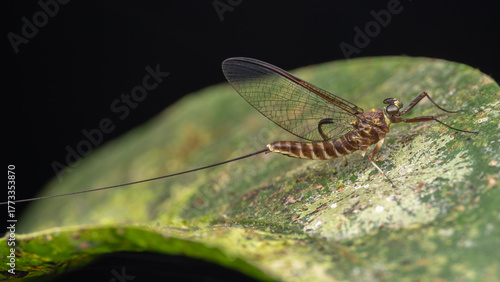 Foto Close-up of delicate mayflies resting on vibrant green leaves, showcasing their