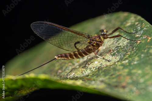 Close-up of delicate mayflies resting on vibrant green leaves, showcasing their intricate wings and slender bodies