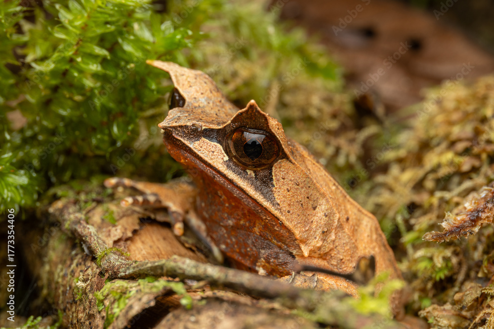 Naklejka premium horned frog from Borneo - Megophrys kobayashii frog hiding in moss and leaves
