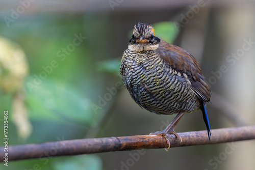 Bornean Banded Pitta (Pitta schwaneri) in its lush rainforest habitat and making it a true jewel of the Bornean rainforests.