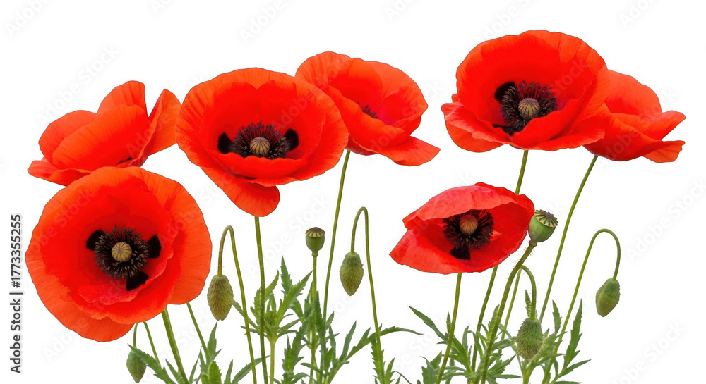 Naklejka premium Poppy flower