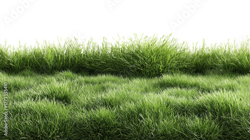 Lush green grass field seamless texture nature lawn