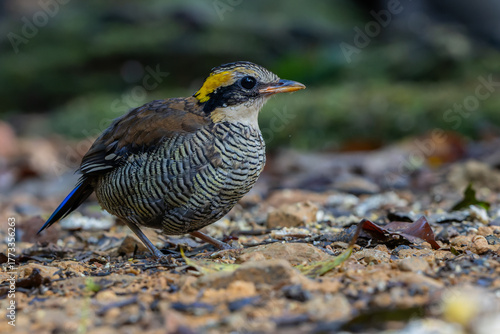 Bornean Banded Pitta (Pitta schwaneri) in its lush rainforest habitat and making it a true jewel of the Bornean rainforests.