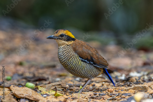 Bornean Banded Pitta (Pitta schwaneri) in its lush rainforest habitat and making it a true jewel of the Bornean rainforests.