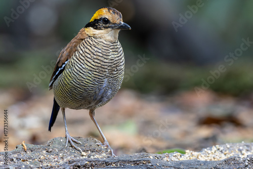 Bornean Banded Pitta (Pitta schwaneri) in its lush rainforest habitat and making it a true jewel of the Bornean rainforests.