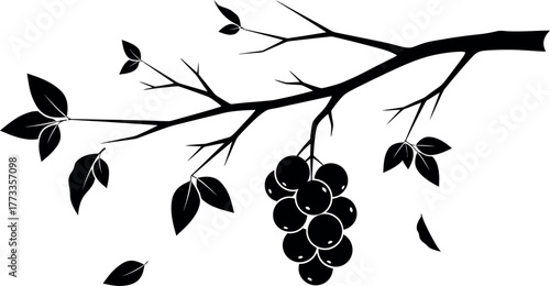Black silhouette of grape branch with leaves and fruit