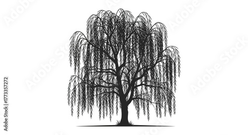 Elegant weeping willow tree depicted as a detailed black silhouette against a clean white background silhouette