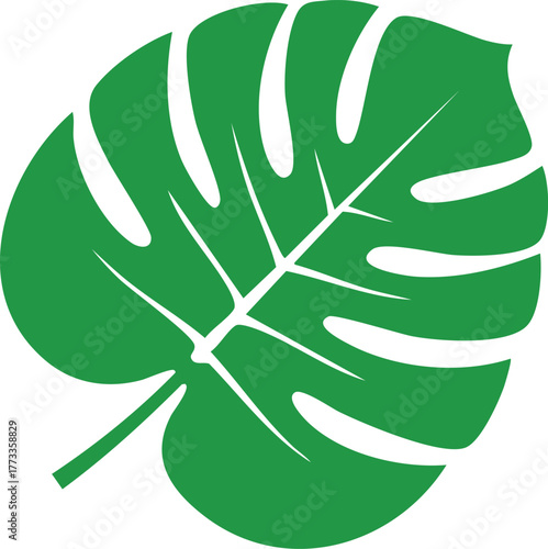 A vibrant green monstera leaf, , showcasing its unique fenestrations and tropical allure in a minimalist style