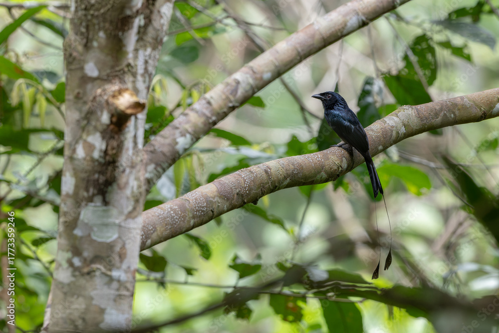 Fototapeta premium Greater Racket-tailed Drongo perched on a branch, showing its characteristic long tail feathers, in a natural setting