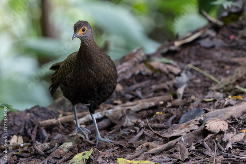 Fototapeta Naklejka Na Ścianę i Meble -  Bornean Peacock-Pheasant displaying its stunning plumage, featuring iridescent blue and green feathers with intricate eye-like patterns.