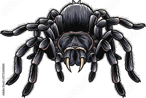 Detailed tarantula illustration, arachnid with fangs, hairy legs