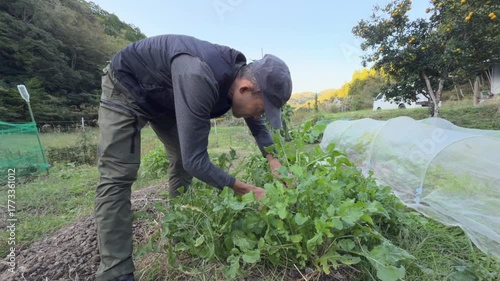 A man harvesting fresh vegetables in a green organic farm surrounded 
