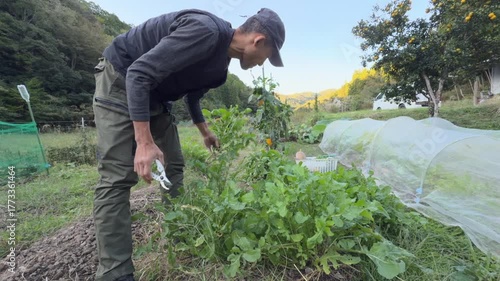 A man harvesting fresh vegetables in a green organic farm surrounded