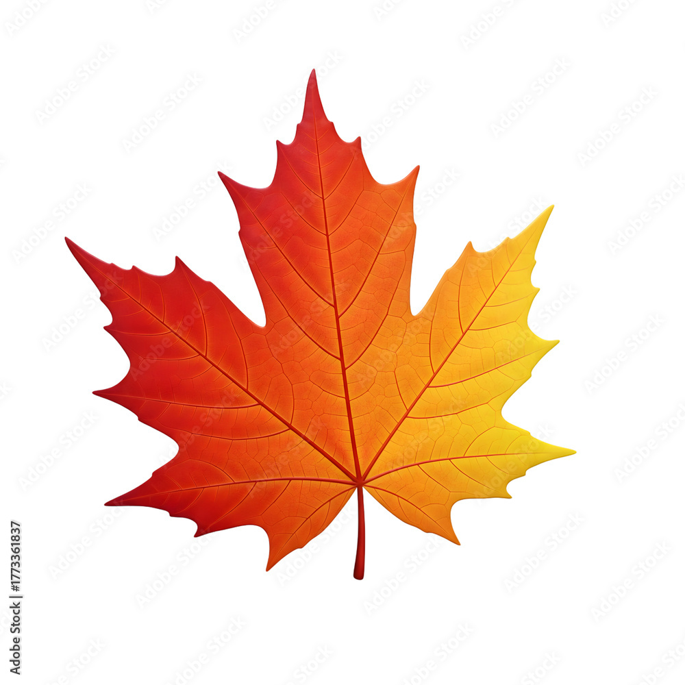 Fototapeta premium Vibrant autumn maple leaf gradient red to yellow against black nature detail