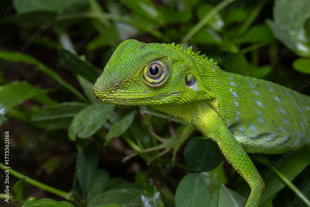 Fototapeta premium Green crested lizard is climbing on a bush in the forest