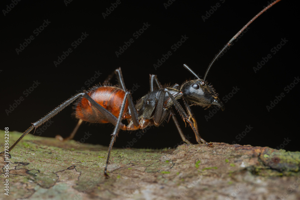 Fototapeta premium Carpenter ant walking on tree branch in the rainforest