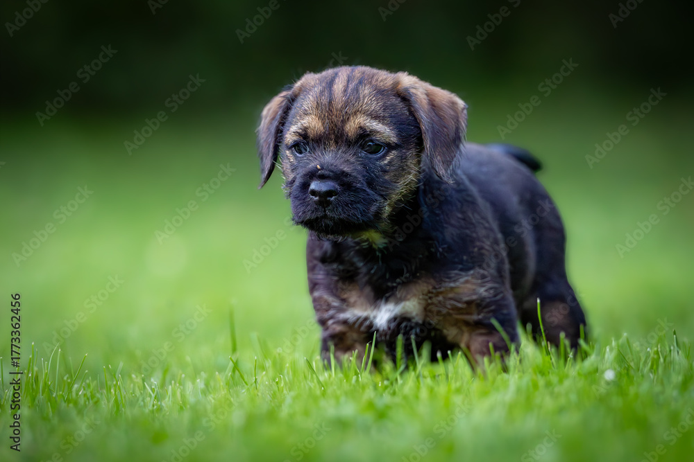 Obraz premium Border Terrier puppy (Canis lupus familiaris) standing in green grass, curious expression, detailed fur, soft natural light, blurred background, outdoor setting, peaceful moment, focus on dog.