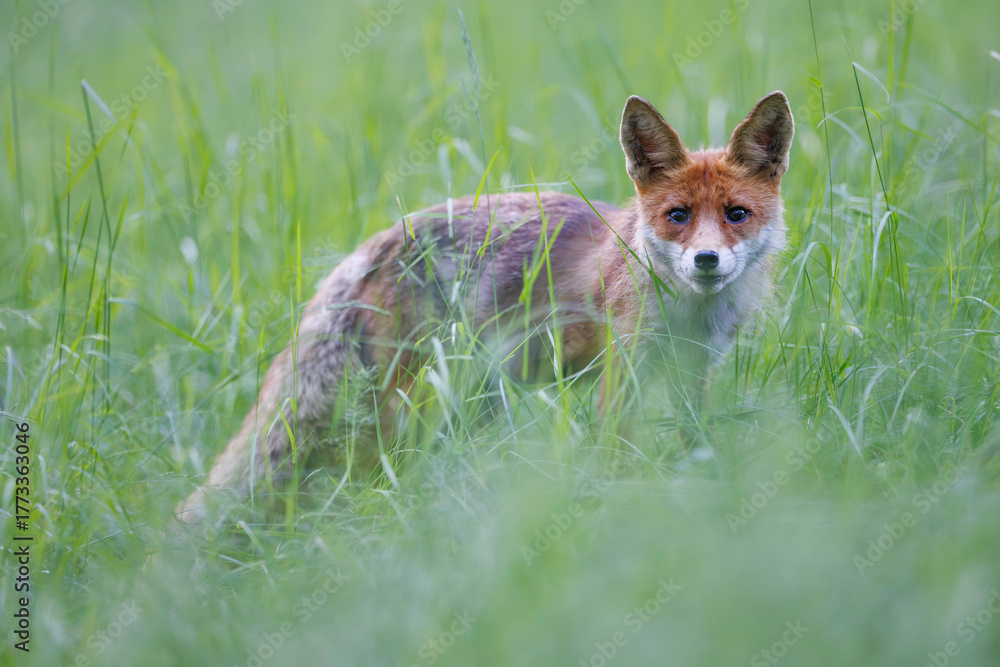 Fototapeta premium Red fox (Vulpes vulpes) standing alert in tall green grass, soft light, natural habitat, wild nature, peaceful wildlife scene, blurred background.