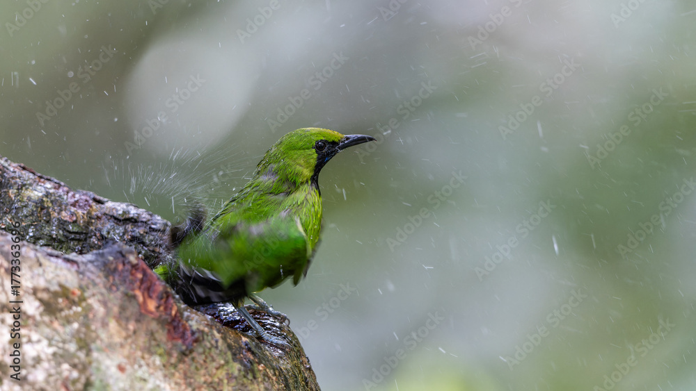 Fotografie Green chloropsis drinking water on tree trunk