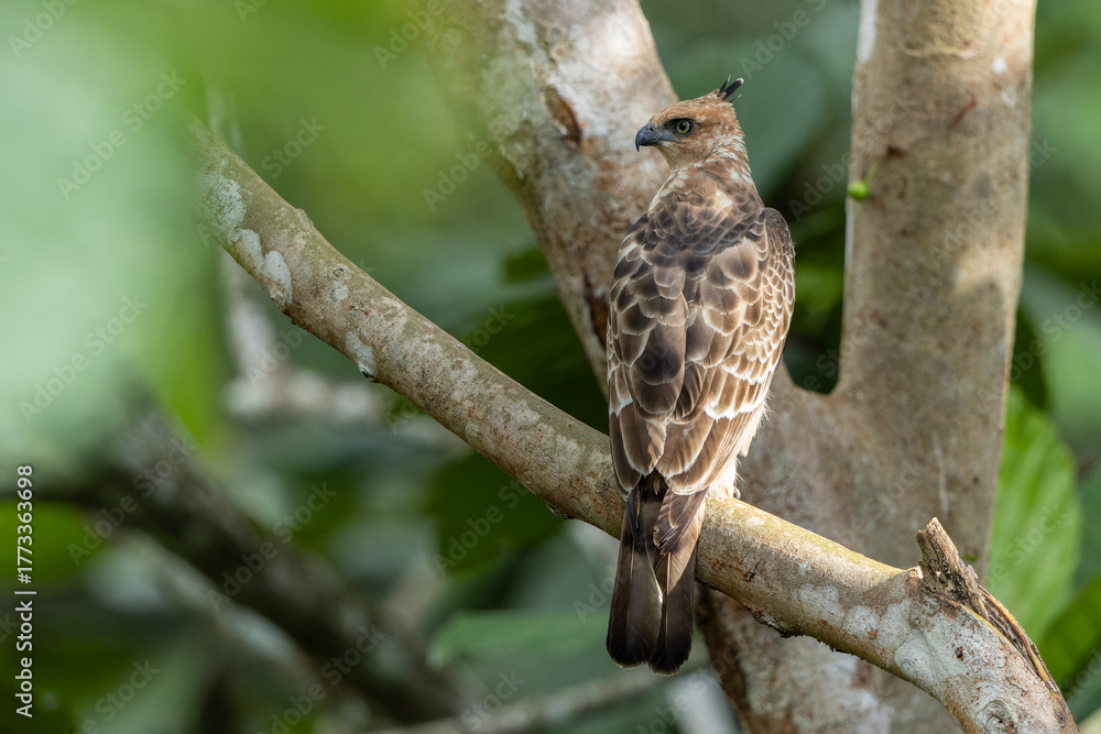 Obraz premium Wallace's hawk-eagle (Nisaetus nanus) perched on branch in forest habitat
