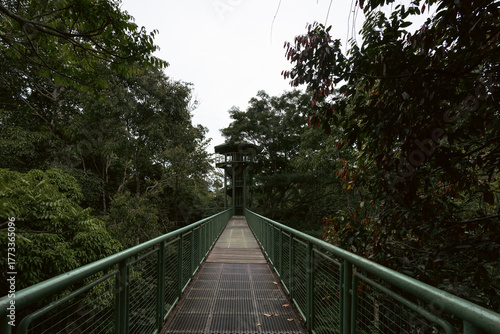 Canopy walkway leading to observation tower in rainforest