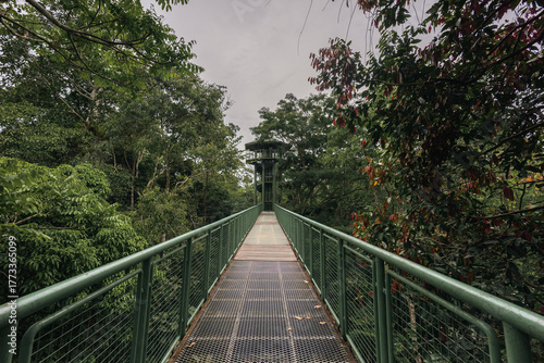 Canopy walkway stretching through lush rainforest in sepilok, borneo