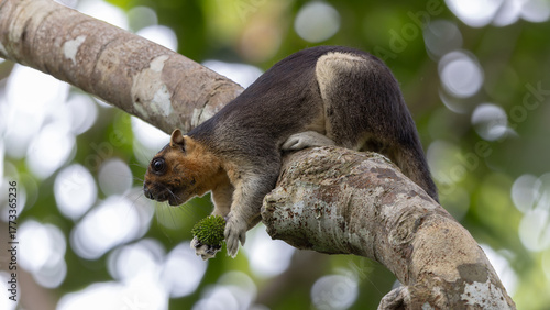 Cream-Colored Giant Squirrel moving on a tree branch, searching for food in lush green canopy