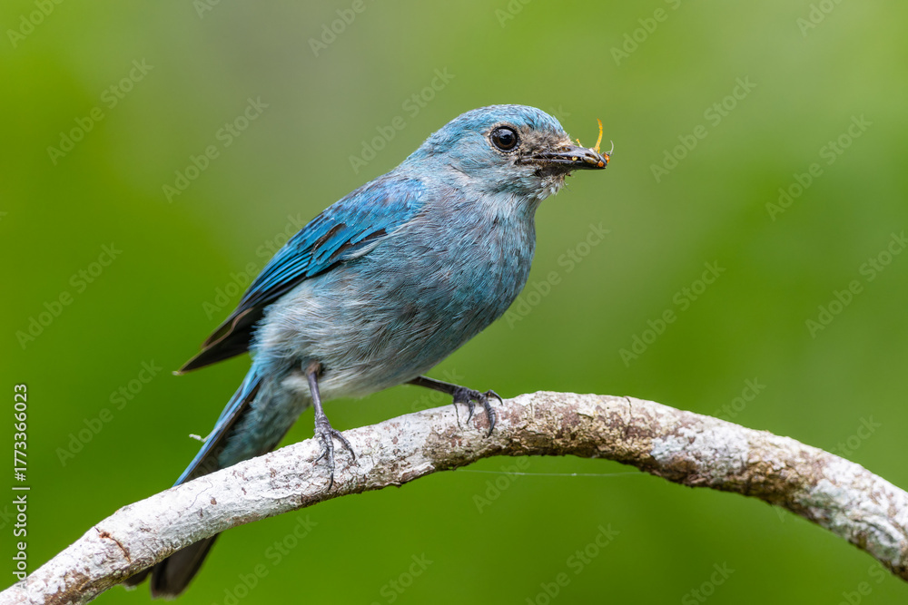 Fototapeta premium Verditer flycatcher perched on branch holding insect in beak