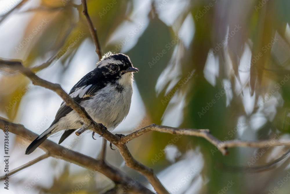 Obraz premium Little Pied Flycatcher on perched on a tree branch found in Borneo