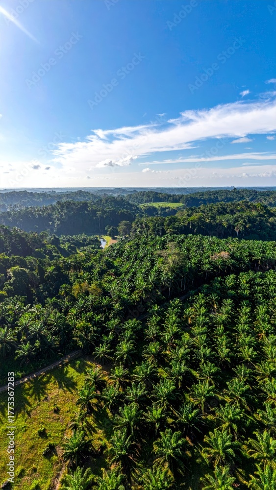 Naklejka premium Aerial view a vivid contrast between a palm plantation and a lush forest
