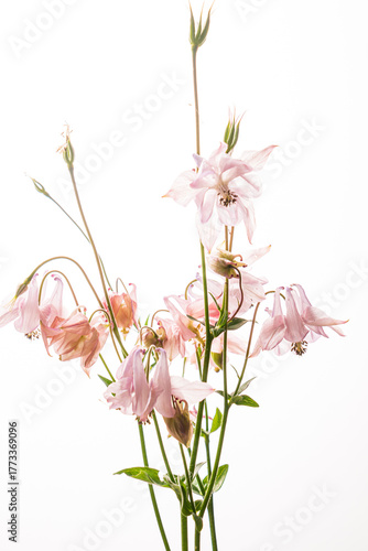 Beautiful pink flowers stand tall with elegant petals, creating a serene and lovely atmosphere