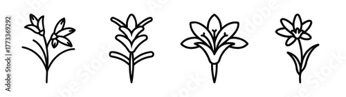 Collection of delicate line art floral botanical designs elegant flower and leaf motifs