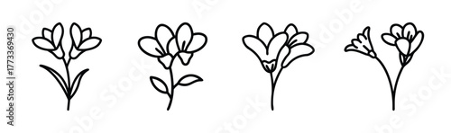 Delicate freesia flower line art collection floral designs simple botanical sketches