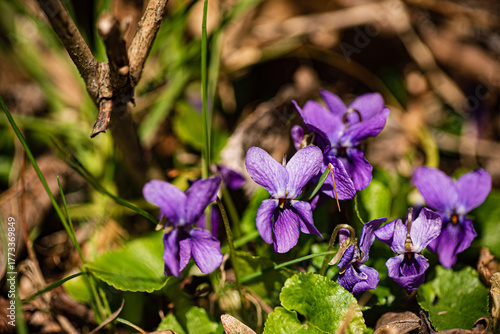 Wallpaper Mural Colorful violet flowers surrounded by lush green grass in a sunny spring setting Torontodigital.ca