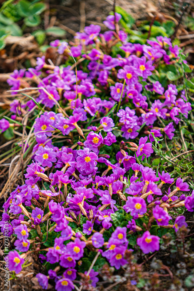 Obraz premium Purple flowers with yellow centers thrive in the garden, showcasing nature's beauty