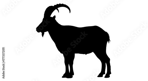 Silhouette of a majestic ibex with large curved horns standing on a white background